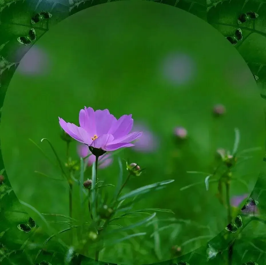 清新唯美壁纸 图片5