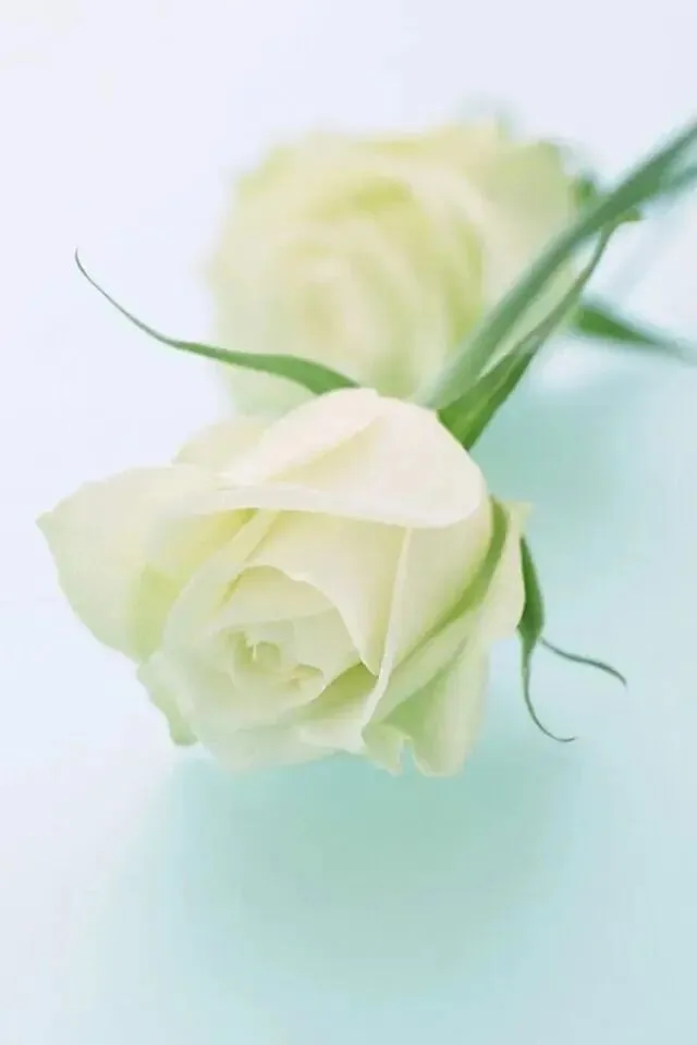 清新唯美壁纸 图片4