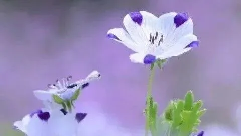清新唯美风格高清壁纸合集 温柔画面质感拉满的桌面美图