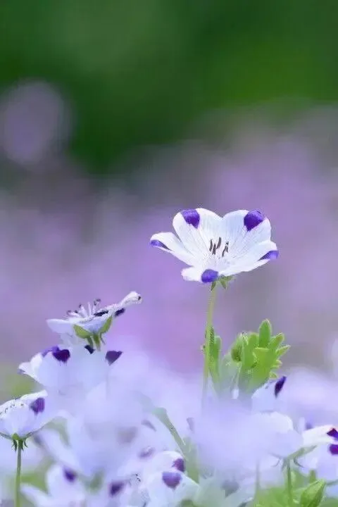 清新唯美壁纸 图片2