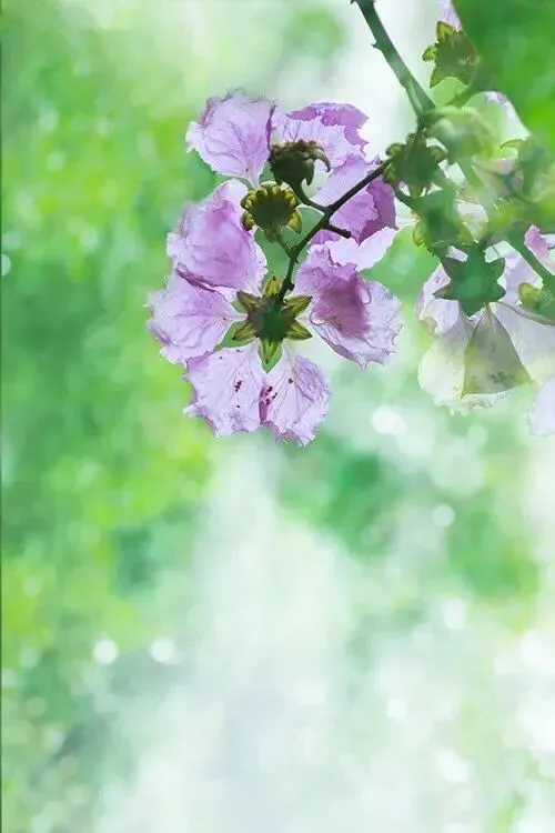 清新唯美壁纸 图片3